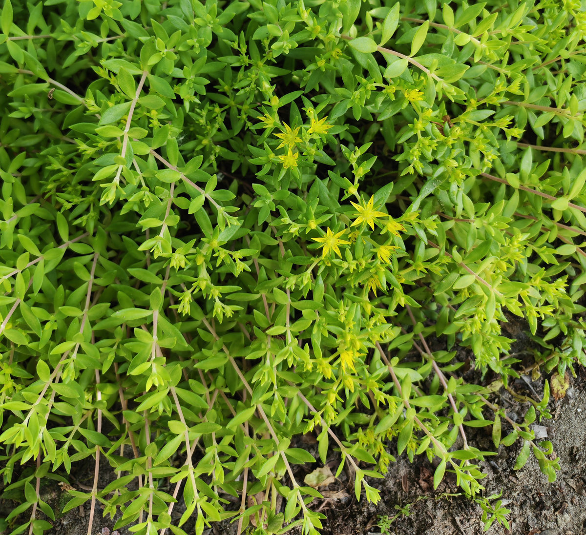 Image of Sedum sarmentosum specimen.
