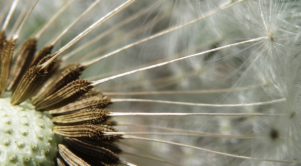 Image of genus Taraxacum specimen.