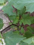 Datura stramonium variety tatula. Плодоносящее растение. Тверь ул. Чайковского. 13 июля 2026 года.