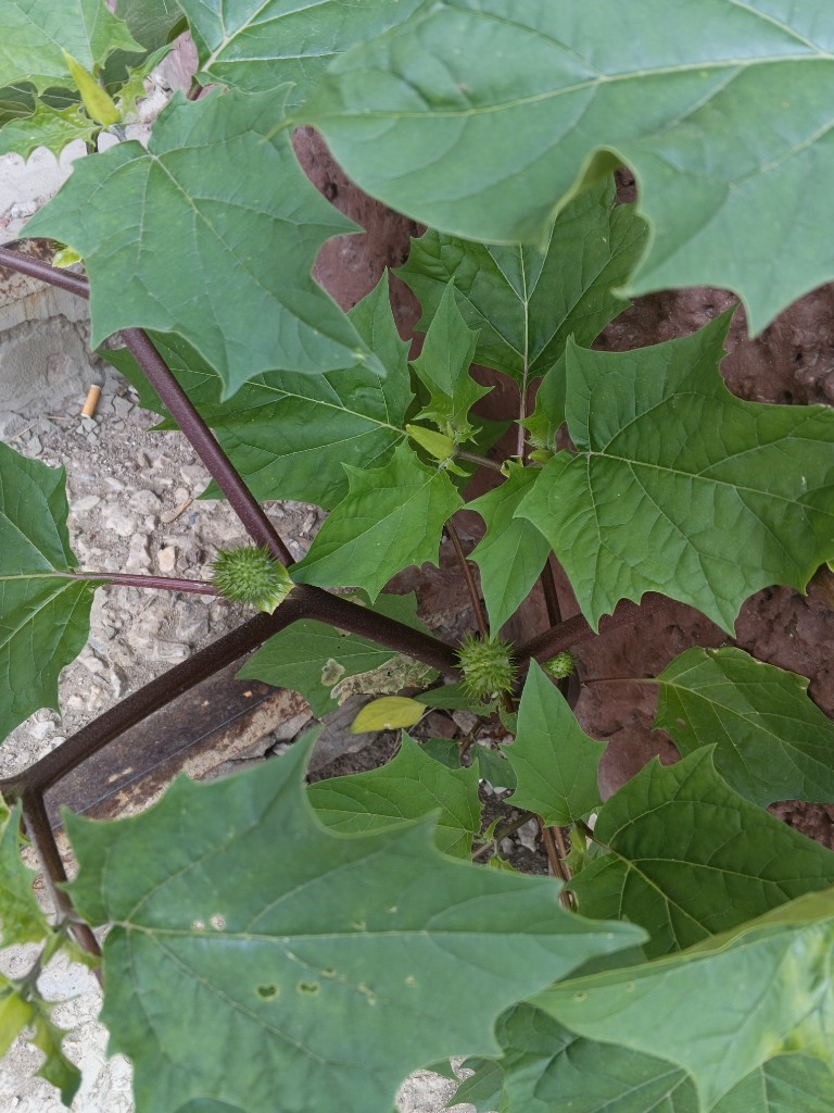 Image of Datura stramonium var. tatula specimen.