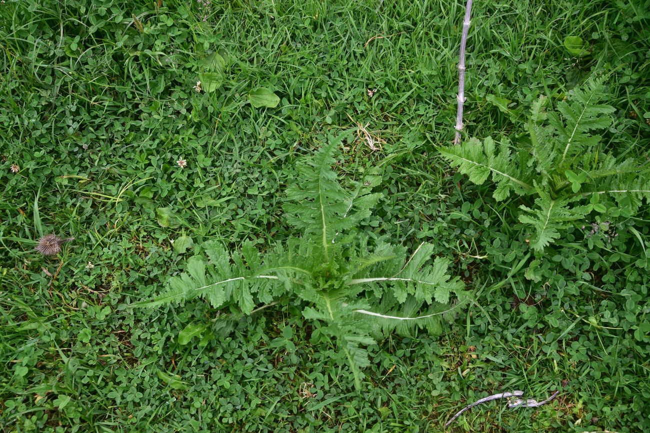 Изображение особи Dipsacus laciniatus.