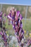 Astragalus varius
