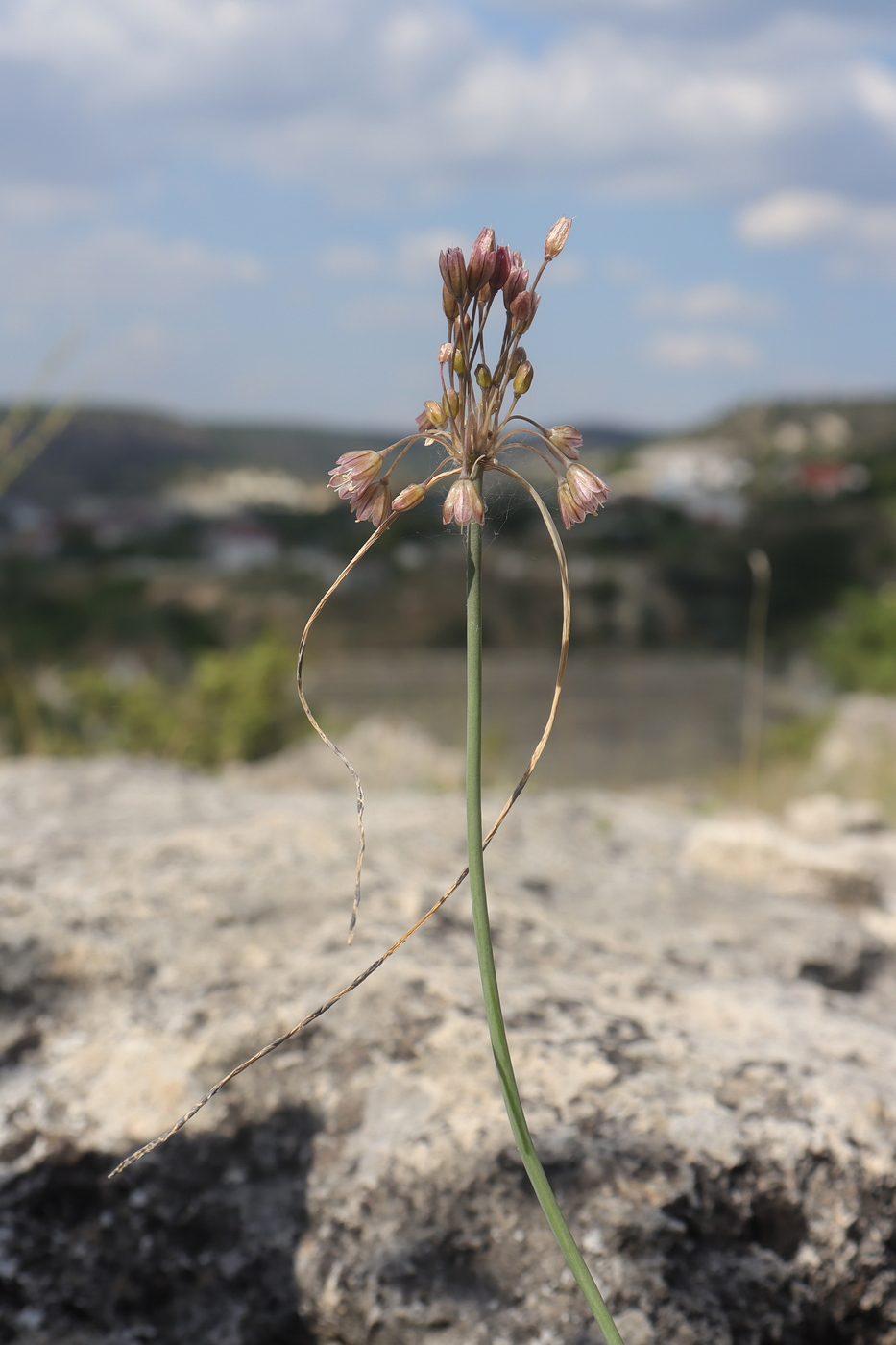 Image of Allium paniculatum specimen.