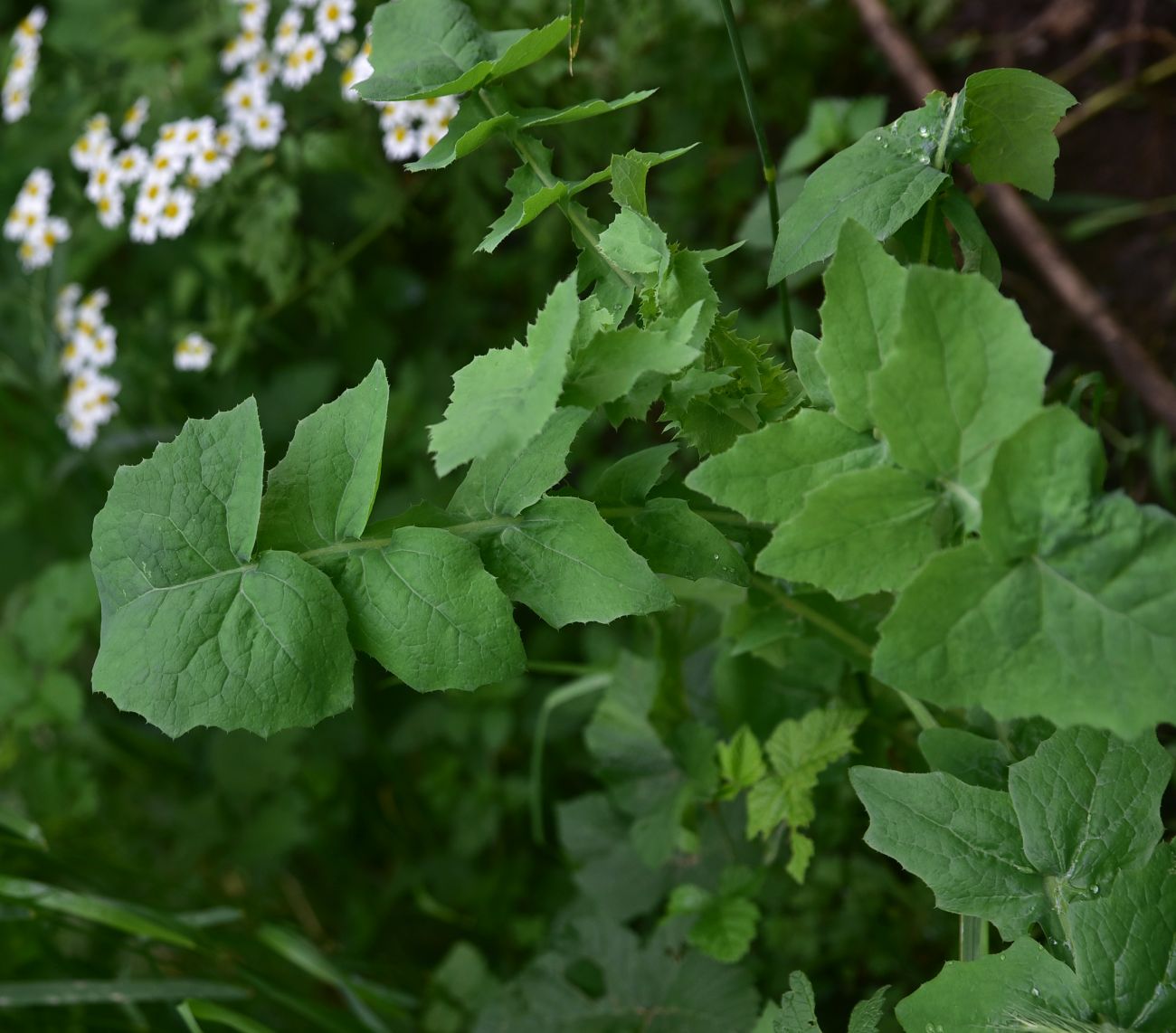 Изображение особи Sonchus oleraceus.