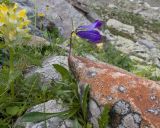 Campanula biebersteiniana. Цветущее растение. Кабардино-Балкария, Черекский р-н, дол. р. Туранашки, ≈ 2800 м н.у.м., моренные отложения. 28.07.2026.