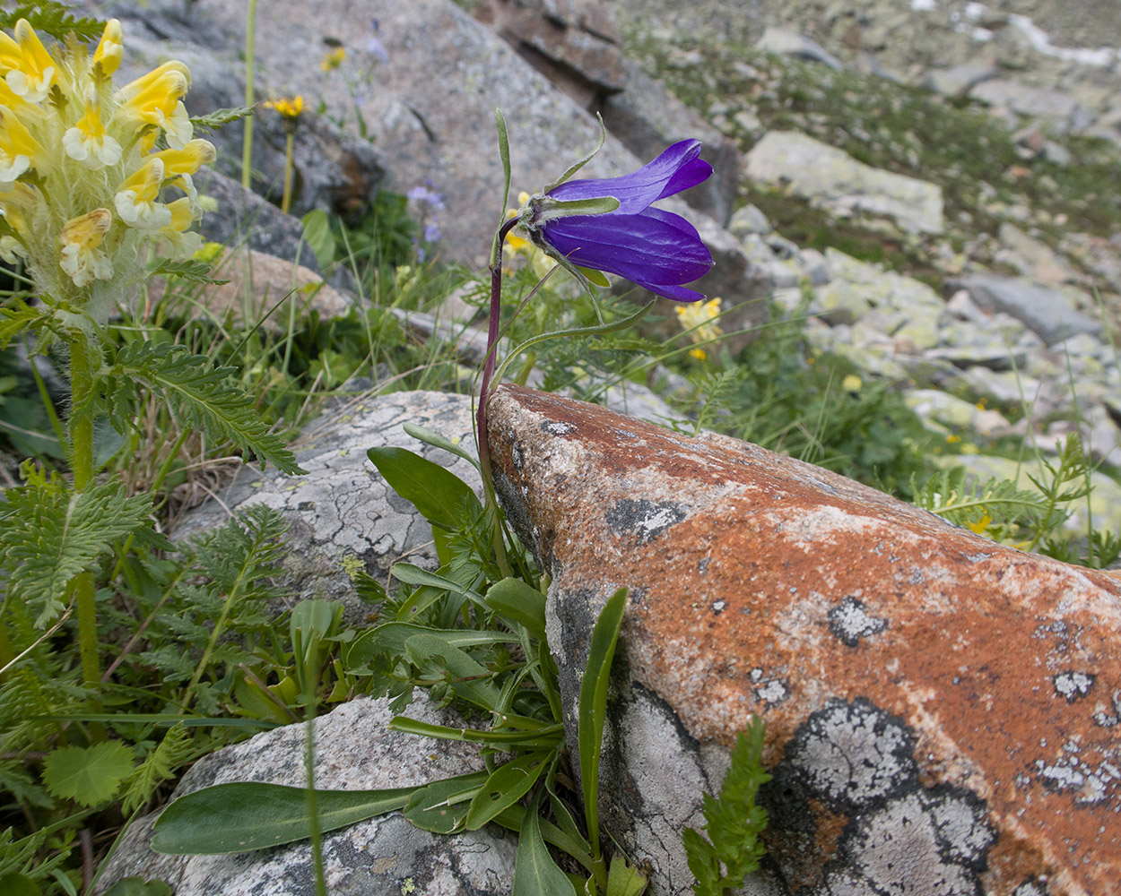 Image of Campanula biebersteiniana specimen.