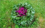 Brassica oleracea разновидность viridis. Развивающееся растение. Московская обл., Раменский р-н, окр. дер. Хрипань, садовый участок. 25.08.2026.