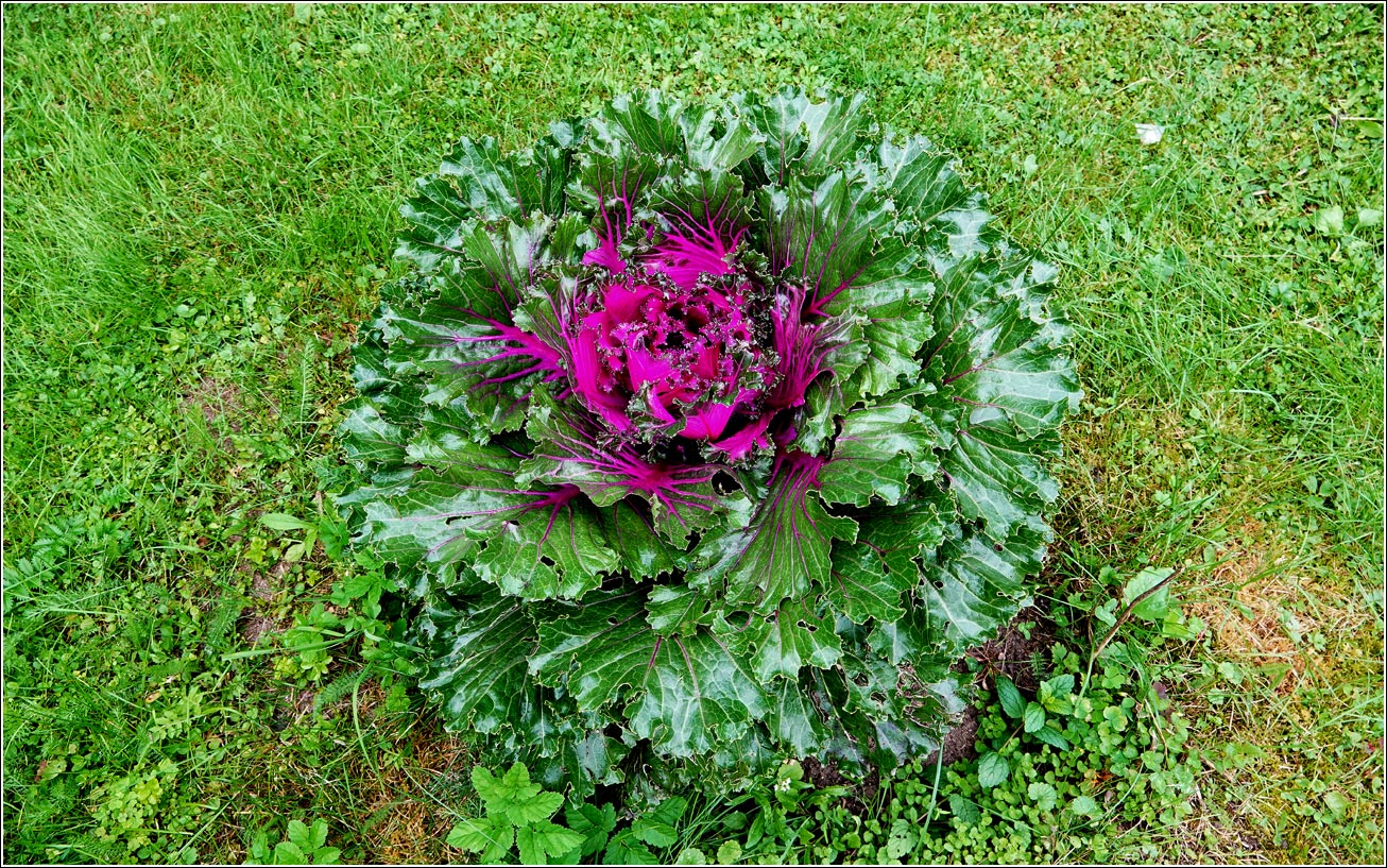 Изображение особи Brassica oleracea var. viridis.
