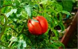 Lycopersicon esculentum. Созревший плод. Московская обл., Раменский р-н, окр. дер. Хрипань, садовый участок. 28.08.2026.