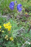 genus Aconitum