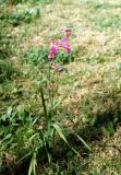 род Gladiolus. Цветущее растение в прибрежной псевдосаванне между кустами лавсонии неколючей (Lawsonia inermis). Южный Иран, пров. Бушер, окрестности г. Боразжан. 25 февраля 2000 г.