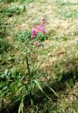 genus Gladiolus