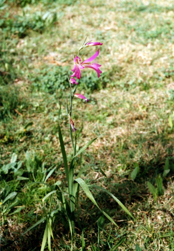 Изображение особи род Gladiolus.