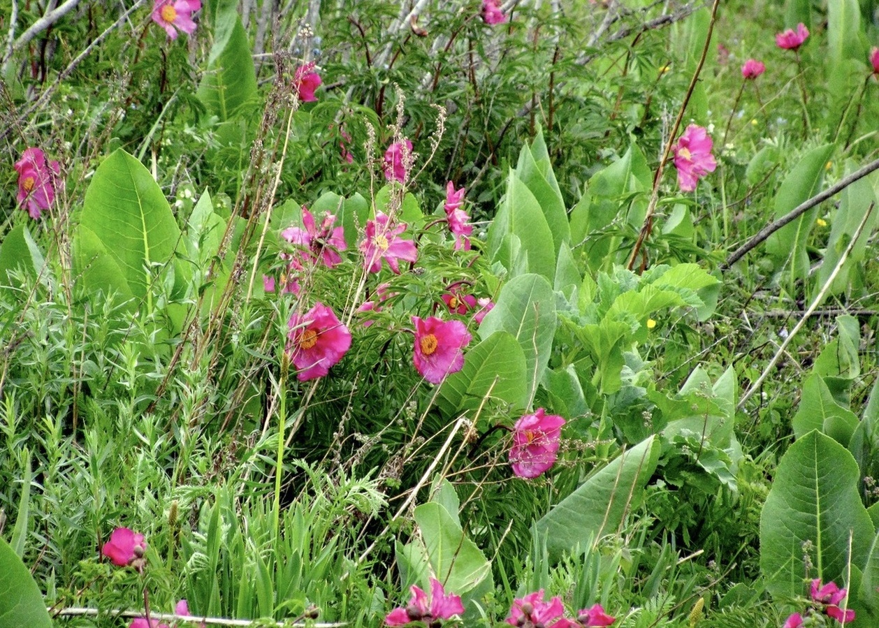 Изображение особи Paeonia intermedia.