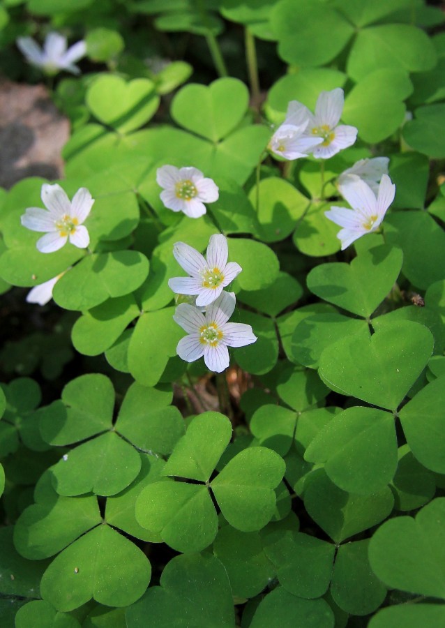 Изображение особи Oxalis acetosella.