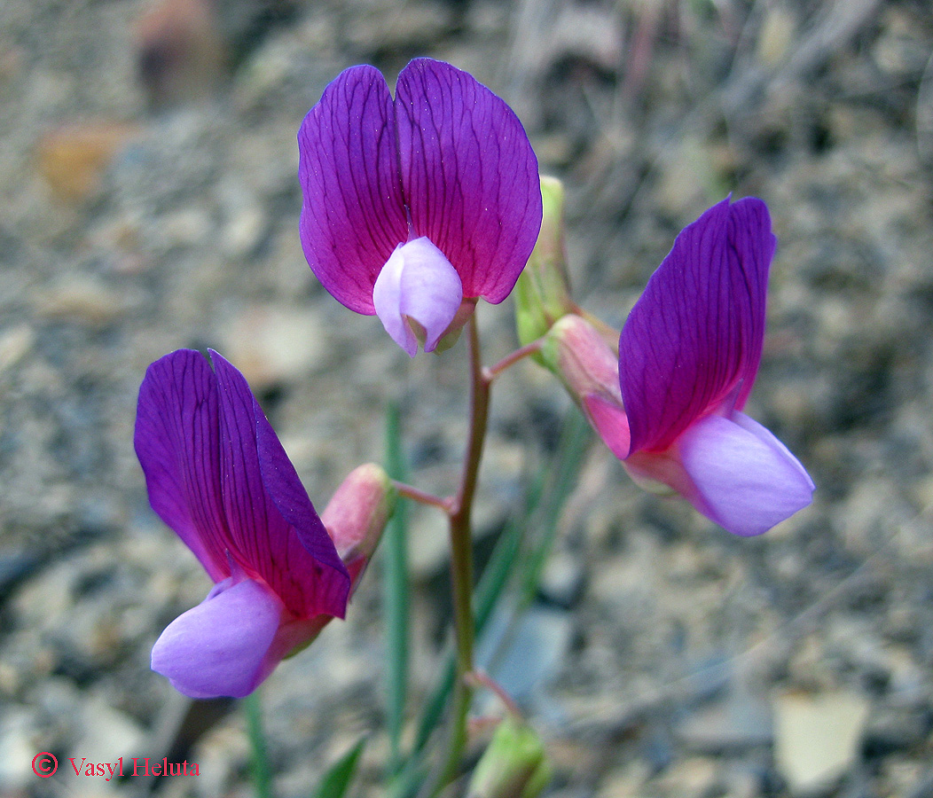 Image of Lathyrus digitatus specimen.