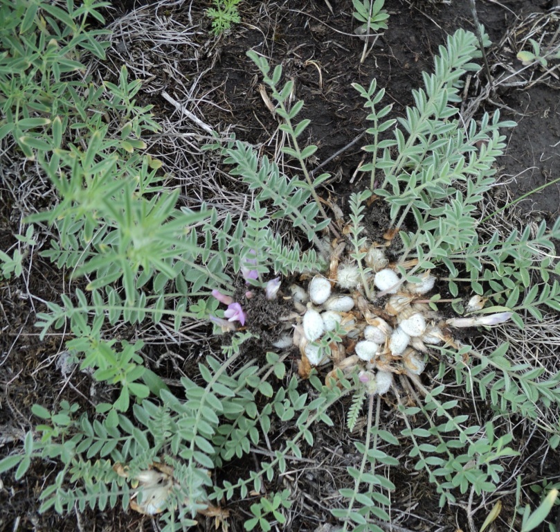 Изображение особи Astragalus testiculatus.