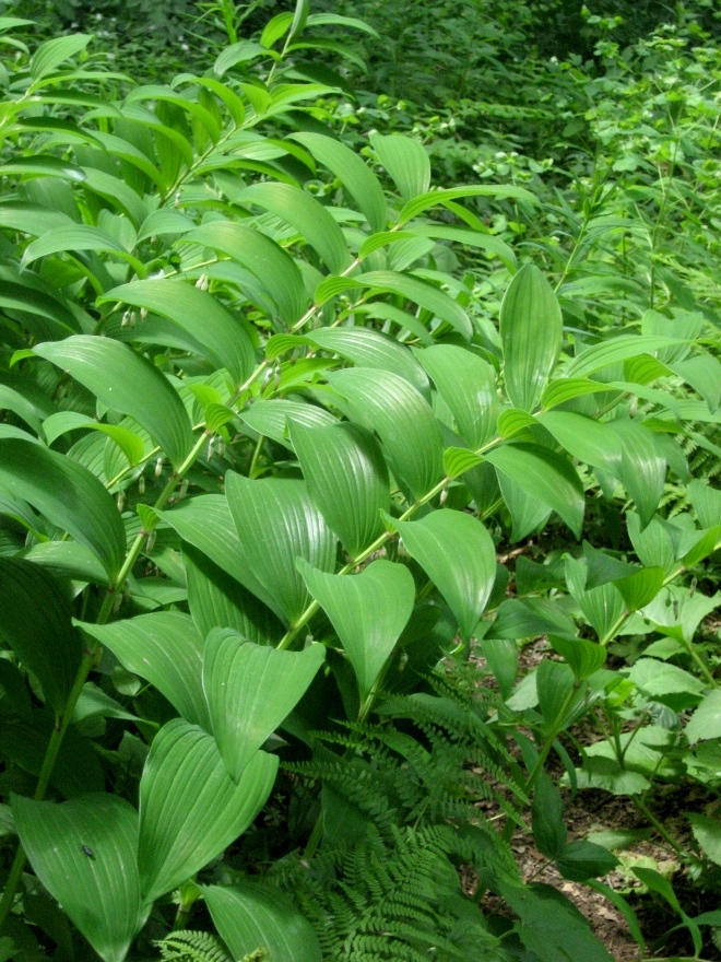 Изображение особи Polygonatum ovatum.