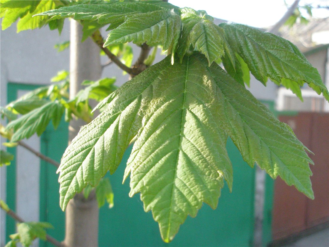 Изображение особи Acer pseudoplatanus.