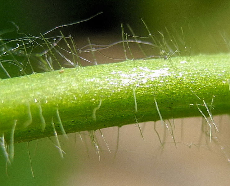 Image of Ranunculus chinensis specimen.