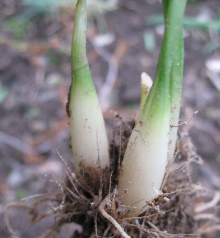 Image of Allium ursinum specimen.