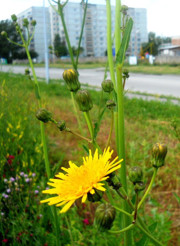 Image of Sonchus arvensis ssp. uliginosus specimen.