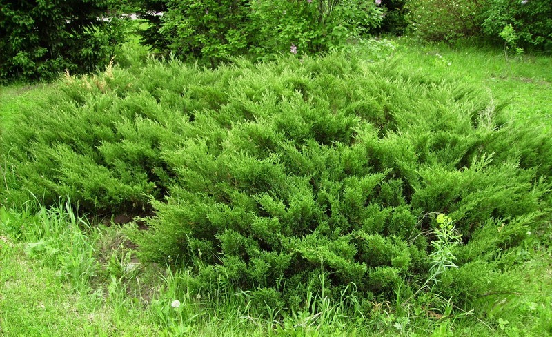 Image of Juniperus sabina specimen.