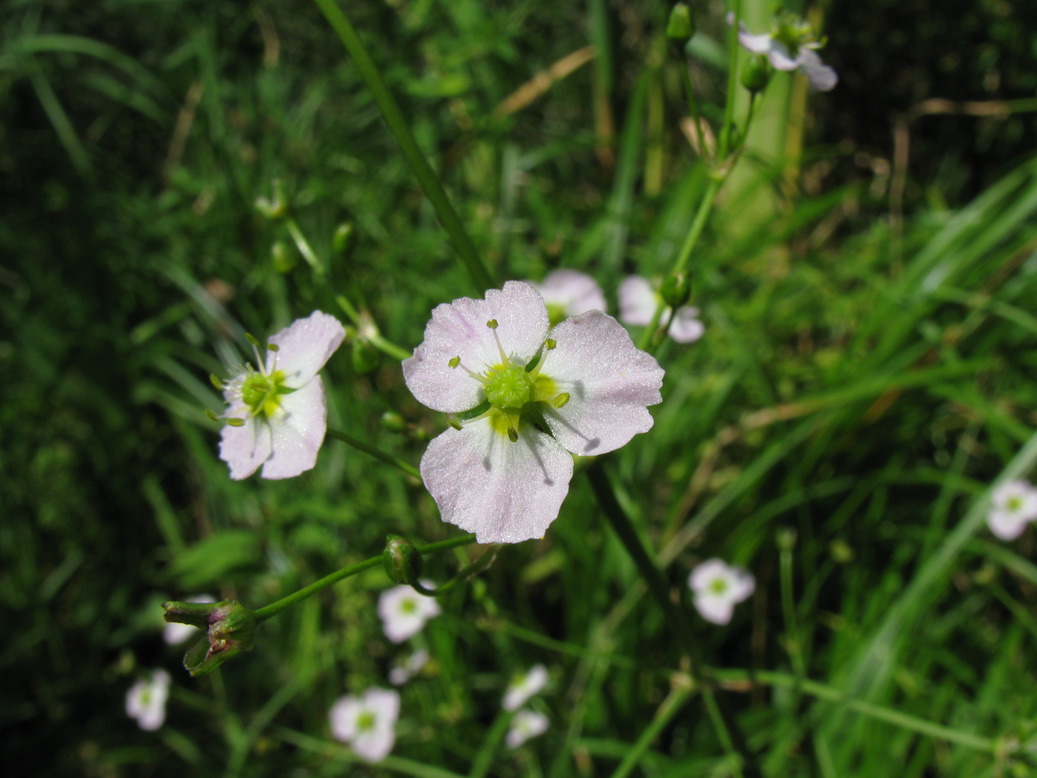 Image of Alisma plantago-aquatica specimen.