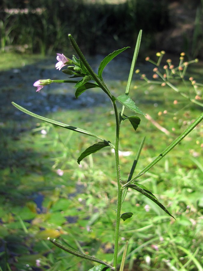 Изображение особи Epilobium parviflorum.