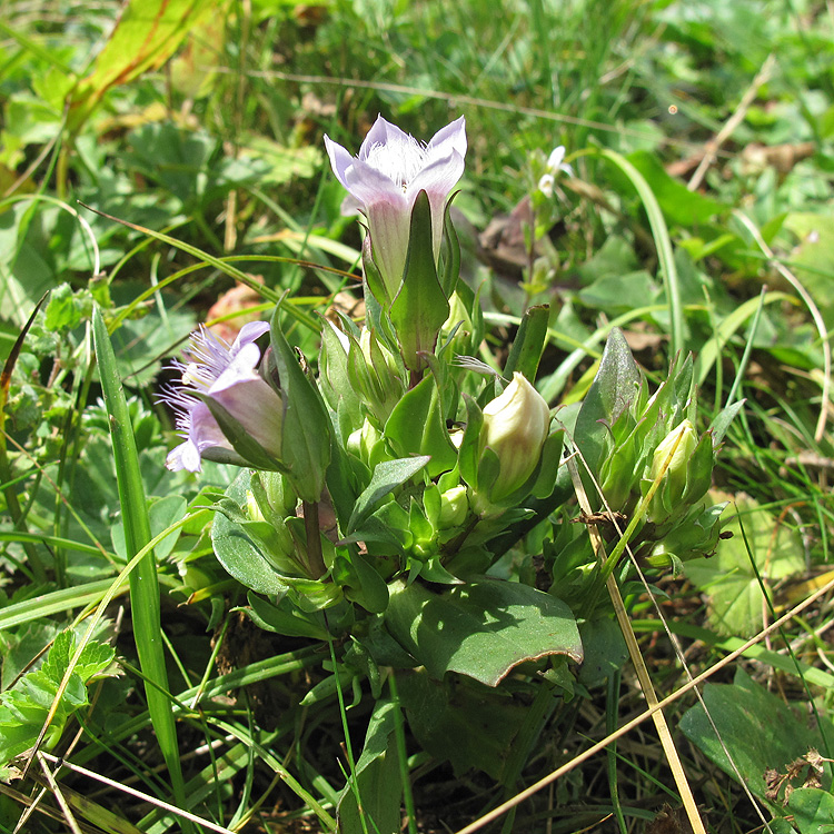 Изображение особи Gentianella biebersteinii.