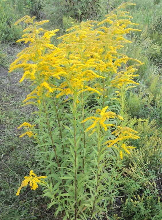 Изображение особи Solidago canadensis.