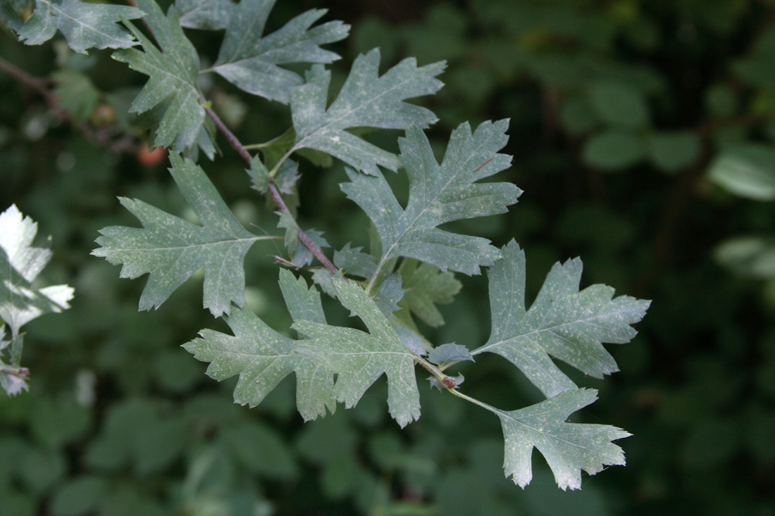 Изображение особи Crataegus pseudoazarolus.