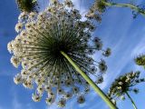 Daucus carota