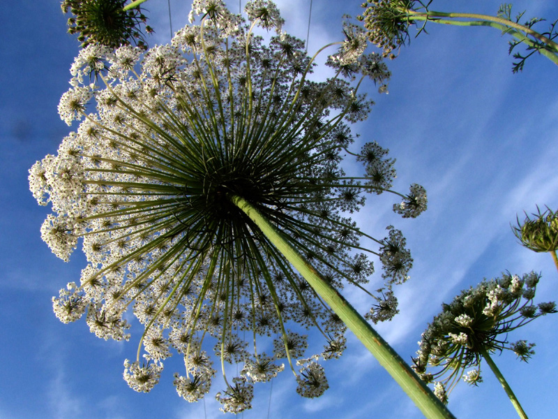 Изображение особи Daucus carota.