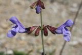 Salvia ringens