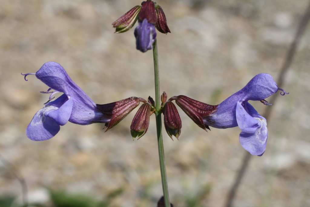 Изображение особи Salvia ringens.