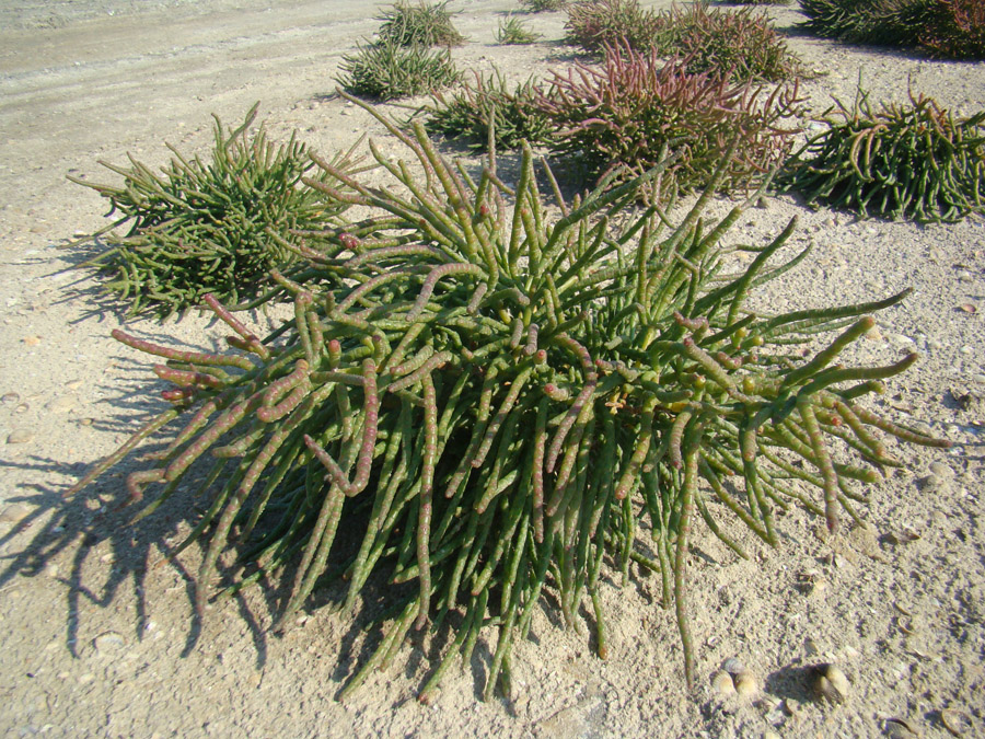 Изображение особи Salicornia borysthenica.