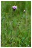 Cirsium canum