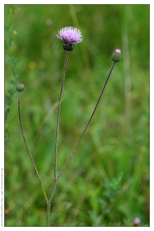 Изображение особи Cirsium canum.