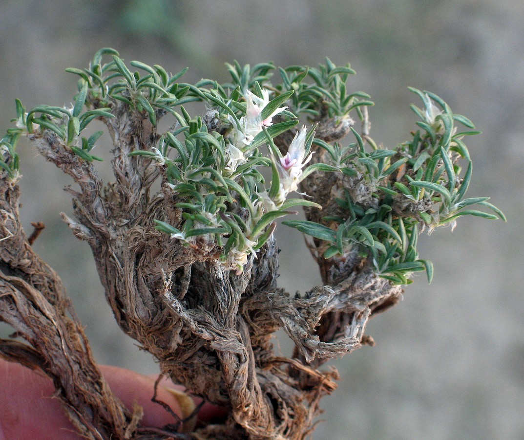 Изображение особи Polygonum pulvinatum.