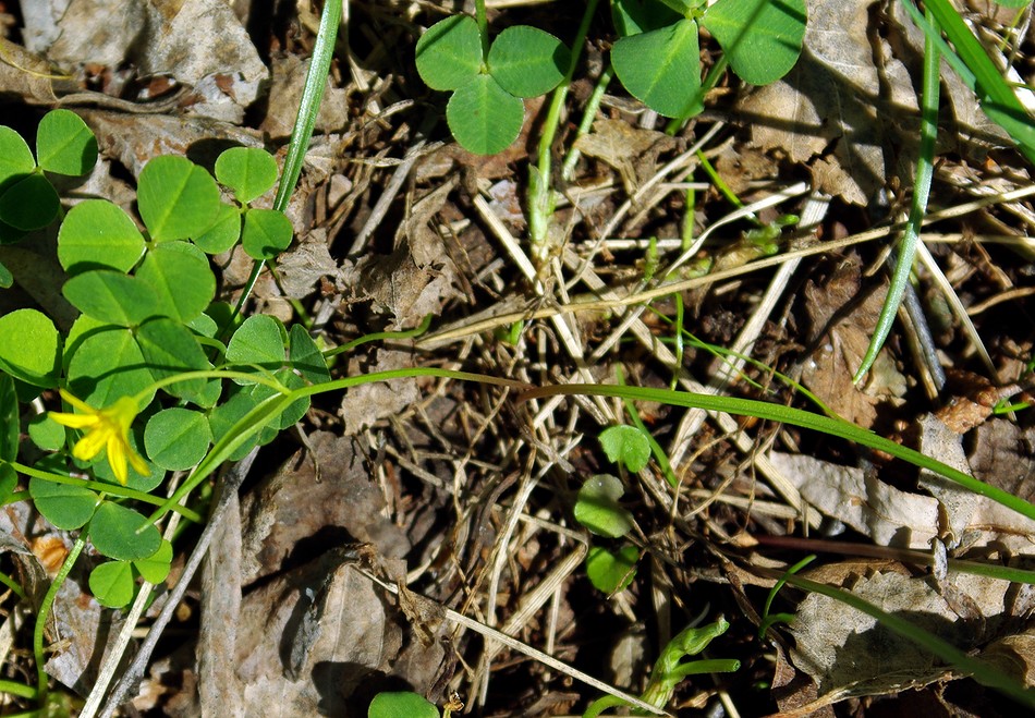 Image of genus Gagea specimen.