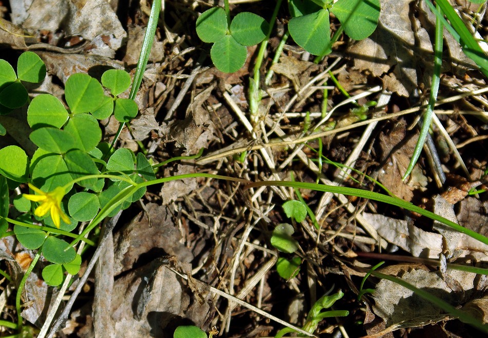 Image of genus Gagea specimen.