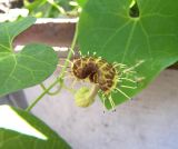 Aristolochia fimbriata