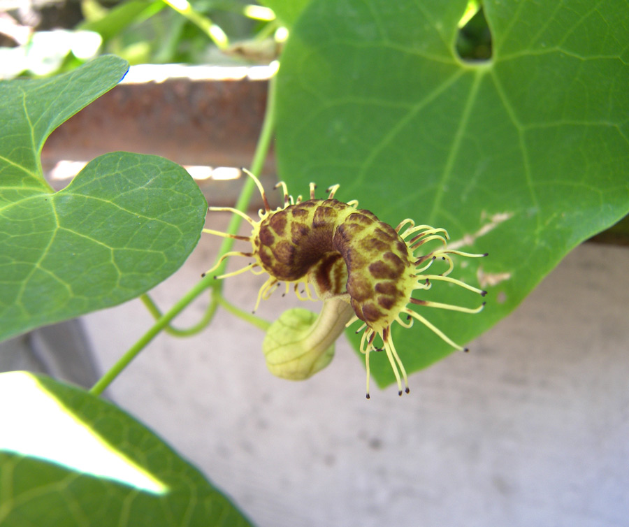Image of Aristolochia fimbriata specimen.
