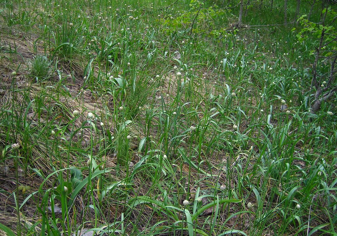 Image of Allium tulipifolium specimen.