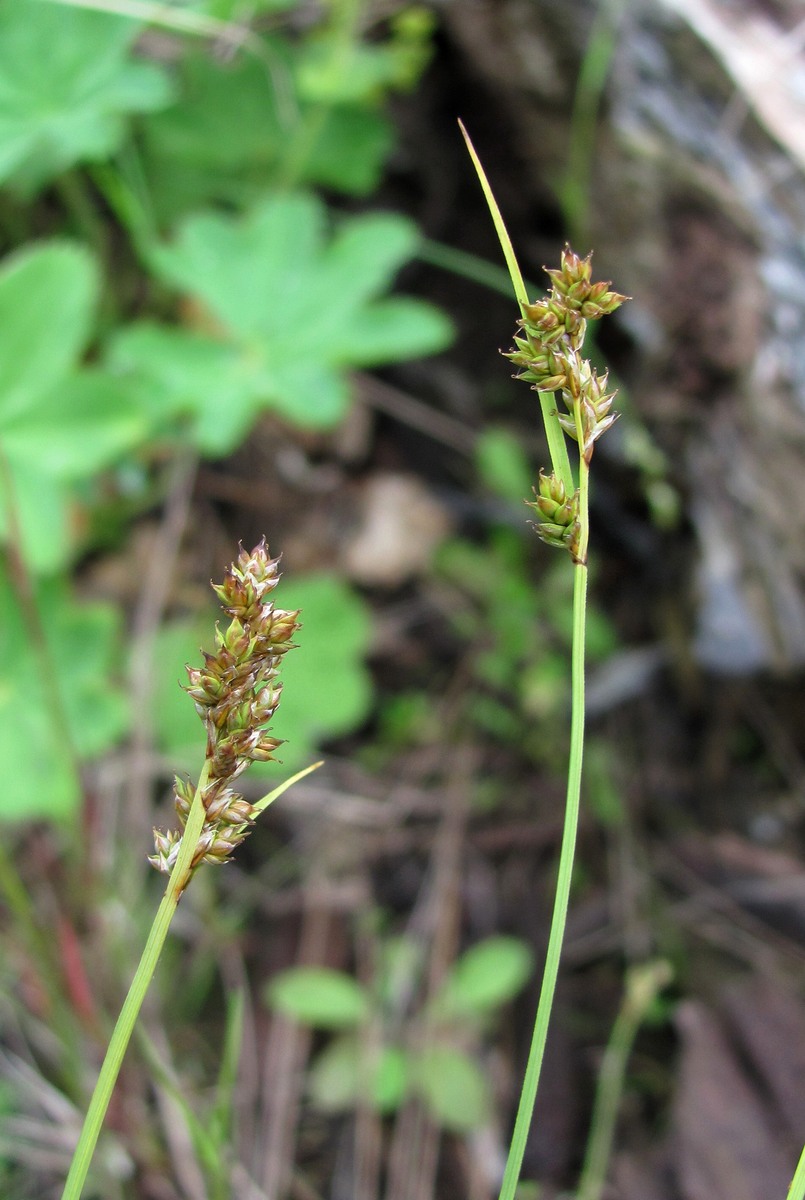 Image of Carex brunnescens specimen.