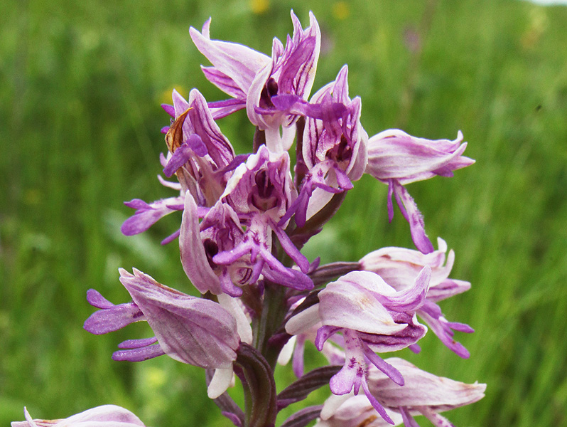 Изображение особи Orchis militaris ssp. stevenii.