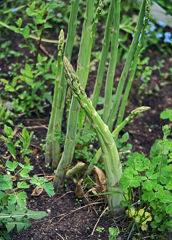 Image of Asparagus officinalis specimen.