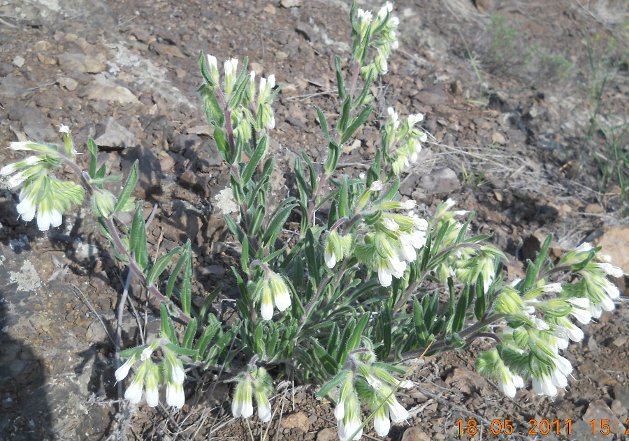 Image of Onosma guberlinensis specimen.