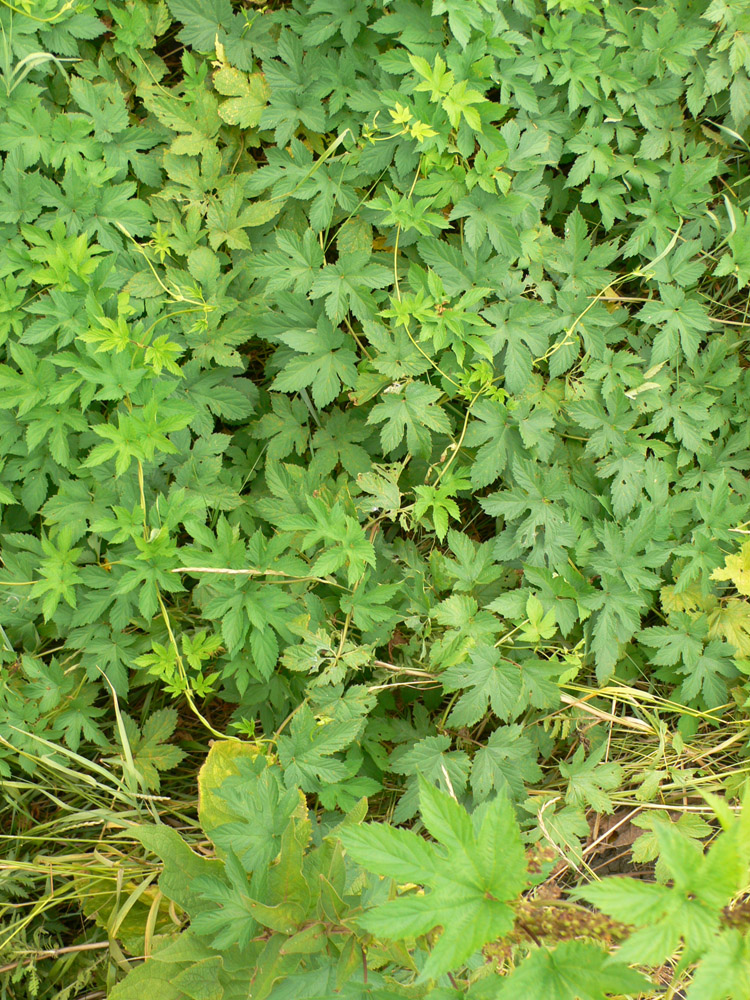 Image of Humulus lupulus specimen.